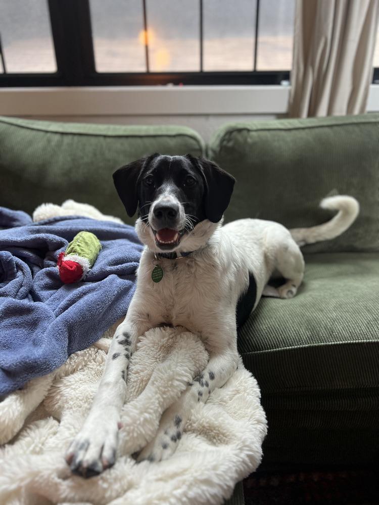 Charlie, a Adoptable mixed breed in Manhattan, NY image 5/5