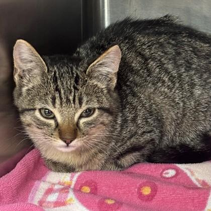 Enlarge Truffles, a Adoptable Domestic Short Hair in Grapevine, TX image 1/1