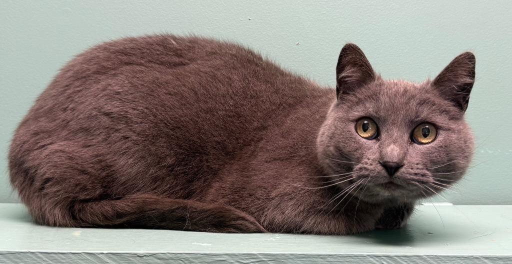 Smokey, a ADOPTABLE Domestic Short Hair in Amery, WI image 2/3