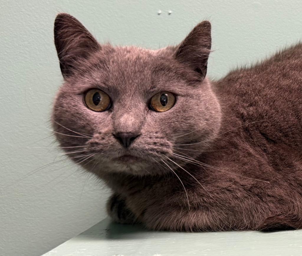 Smokey, a ADOPTABLE Domestic Short Hair in Amery, WI image 1/3