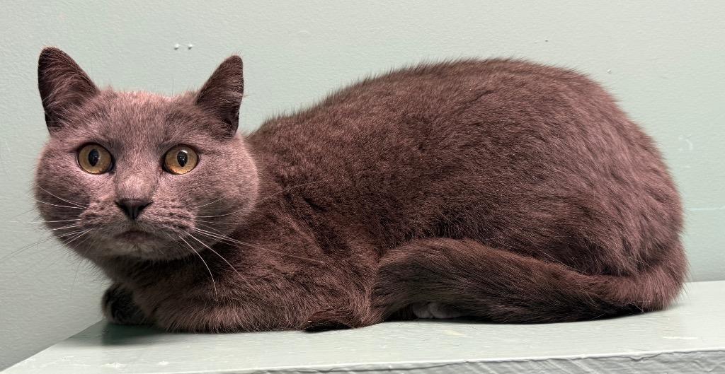 Smokey, a ADOPTABLE Domestic Short Hair in Amery, WI image 3/3