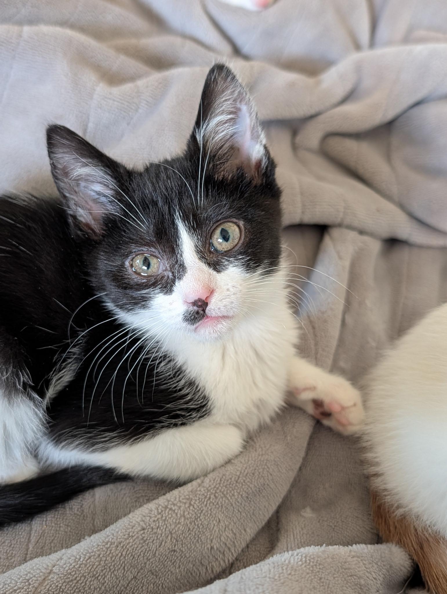 Nami, adopted, Kitten Female Domestic Short Hair.