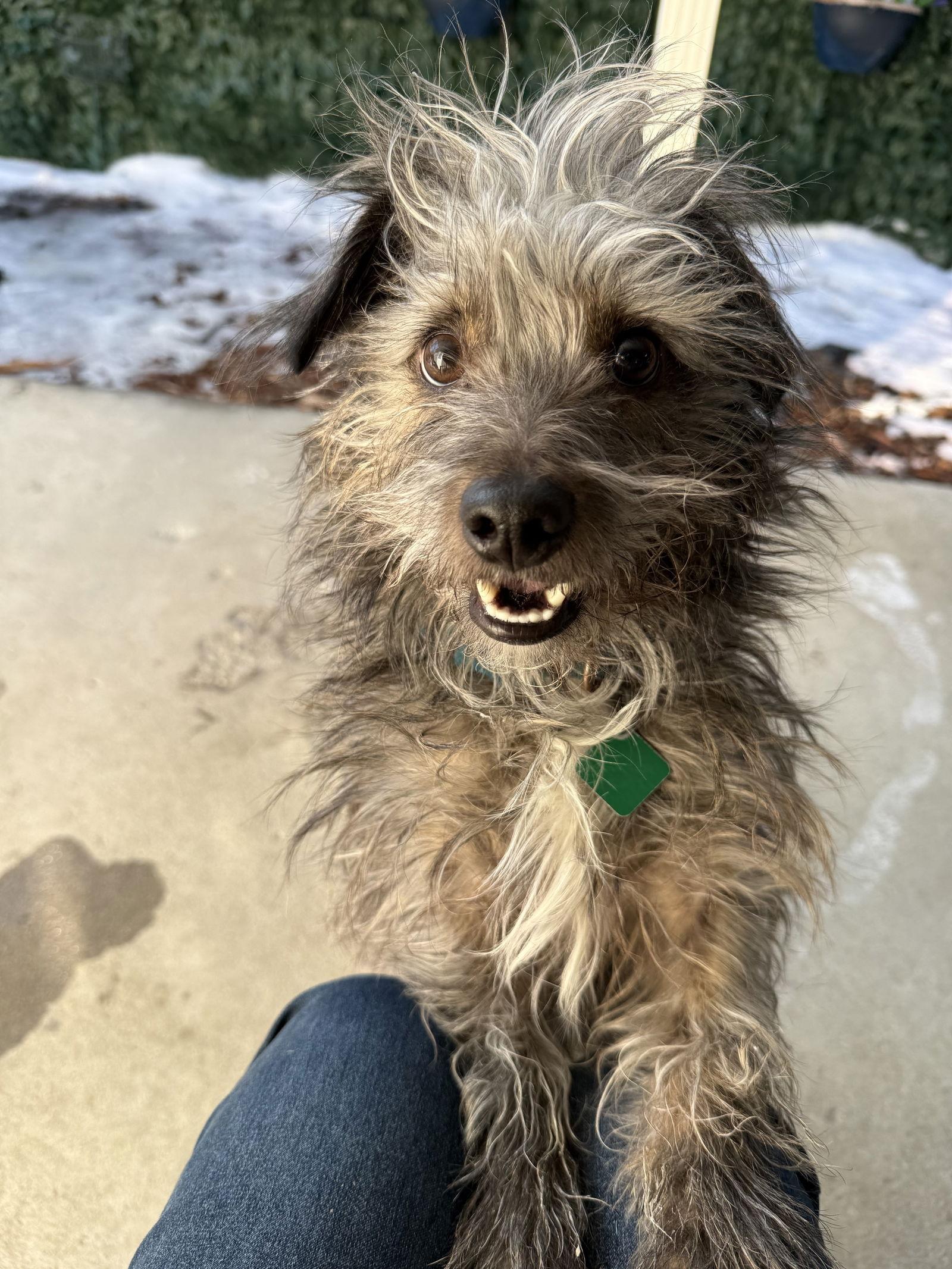 Enlarge Fritz, a Adoptable mixed breed in Oxford, MI image 1/3
