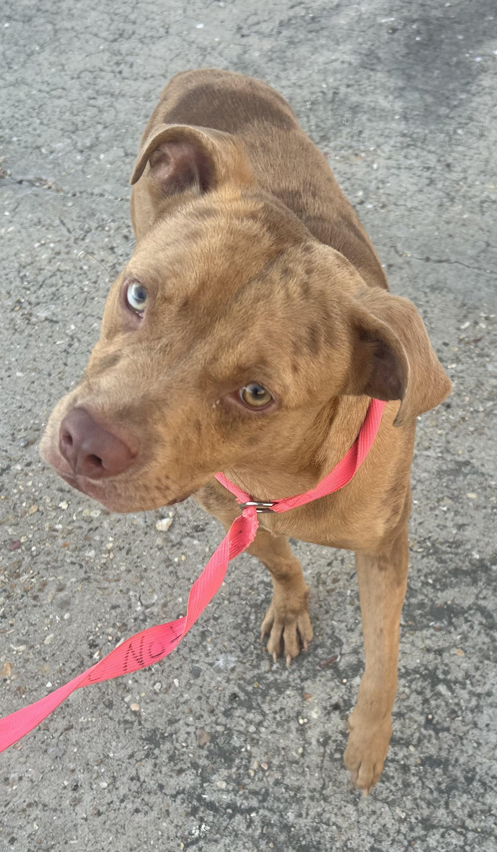 Enlarge Kix, a Adoptable Mixed Breed in Rayne, LA image 1/5