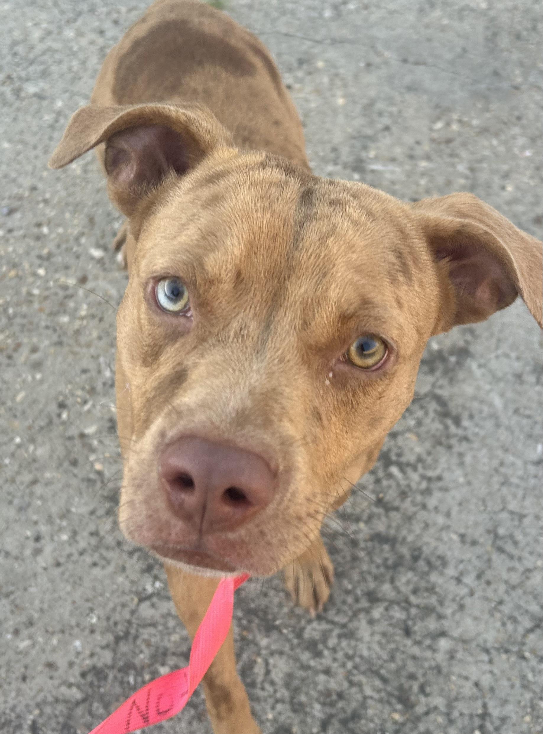 Enlarge Kix, a Adoptable Mixed Breed in Rayne, LA image 2/5