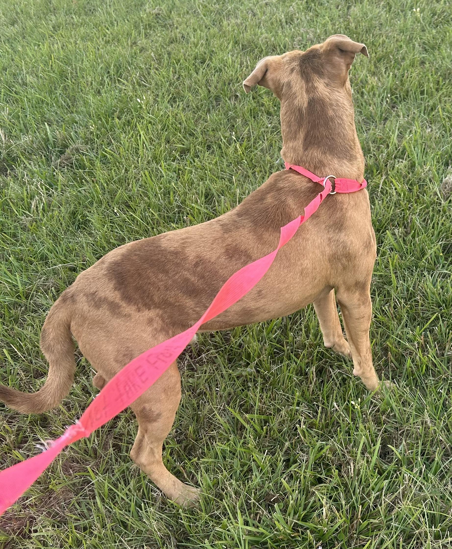 Enlarge Kix, a Adoptable Mixed Breed in Rayne, LA image 3/5