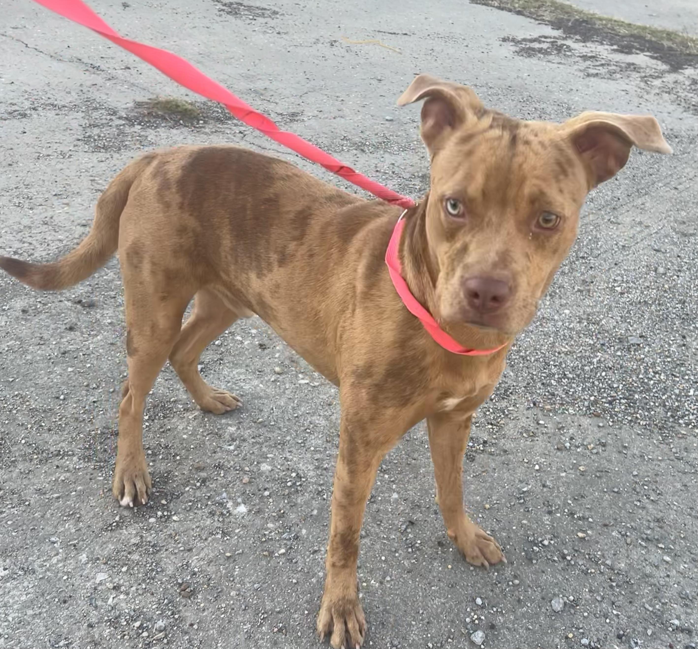 Kix, Adoptable, Young Male Mixed Breed.