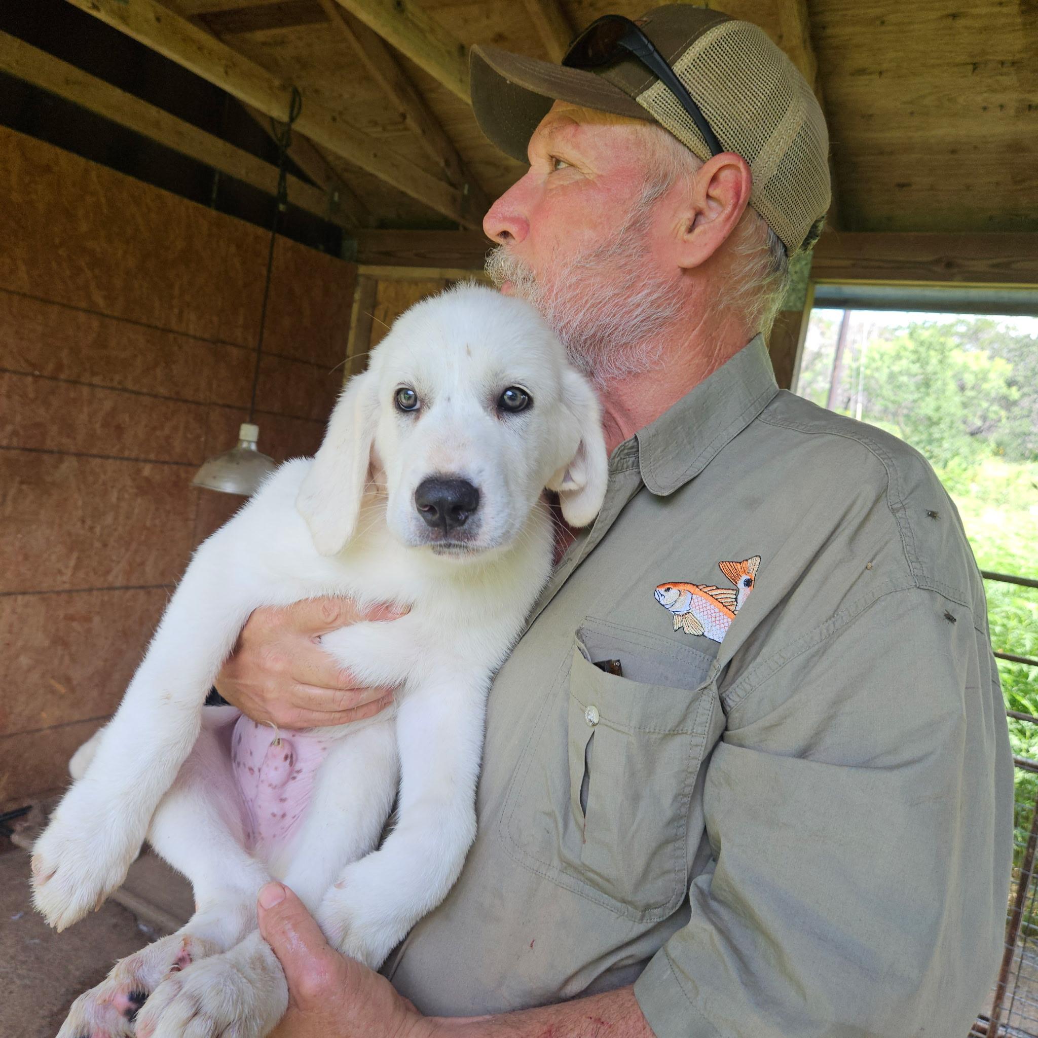 Miracle ATX NA Mickey, a Adopted mixed breed in Quinlan, TX image 1/4