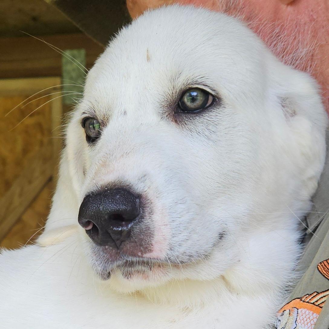 Miracle ATX NA Mickey, a Adopted mixed breed in Quinlan, TX image 2/4