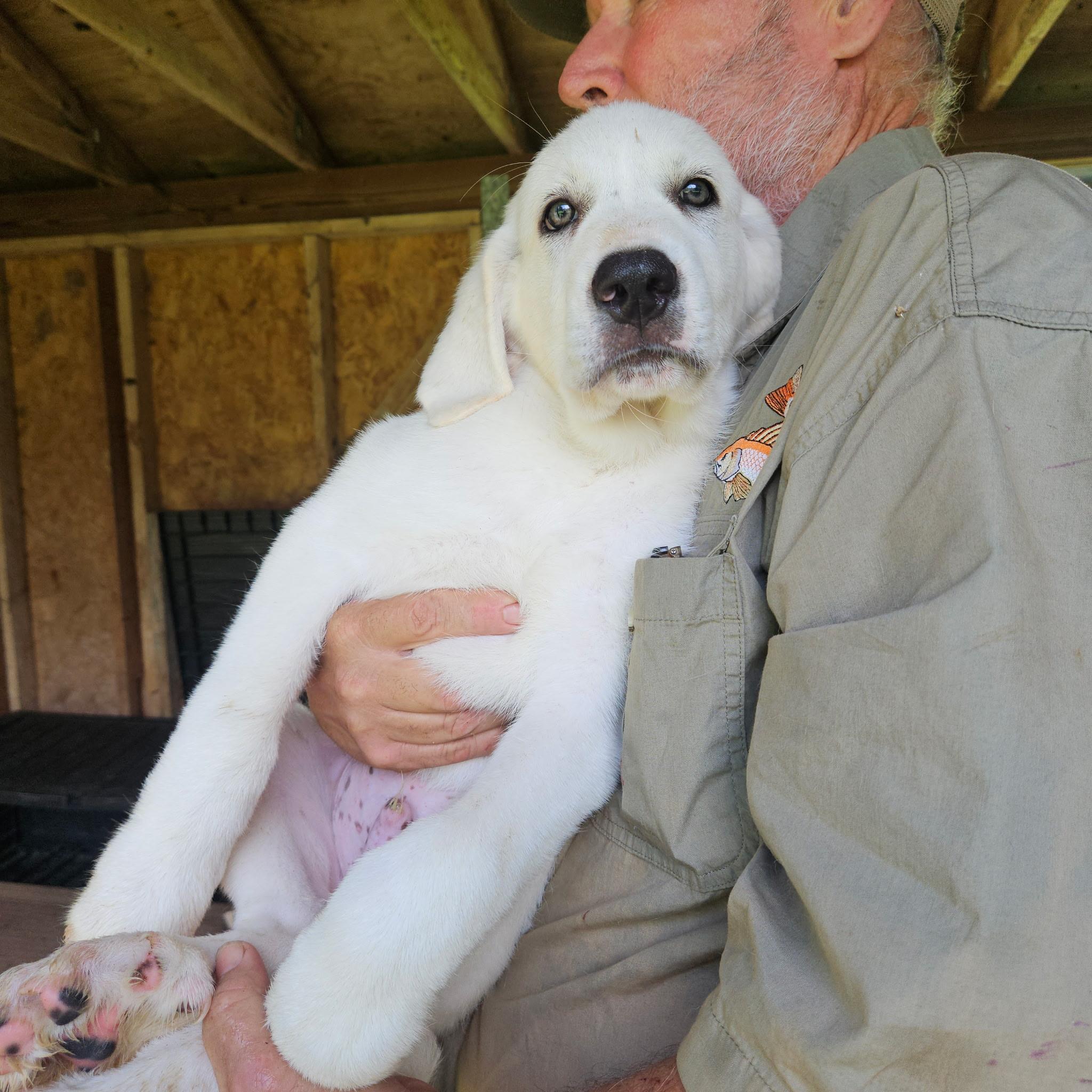 Miracle ATX NA Mickey, a Adopted mixed breed in Quinlan, TX image 4/4