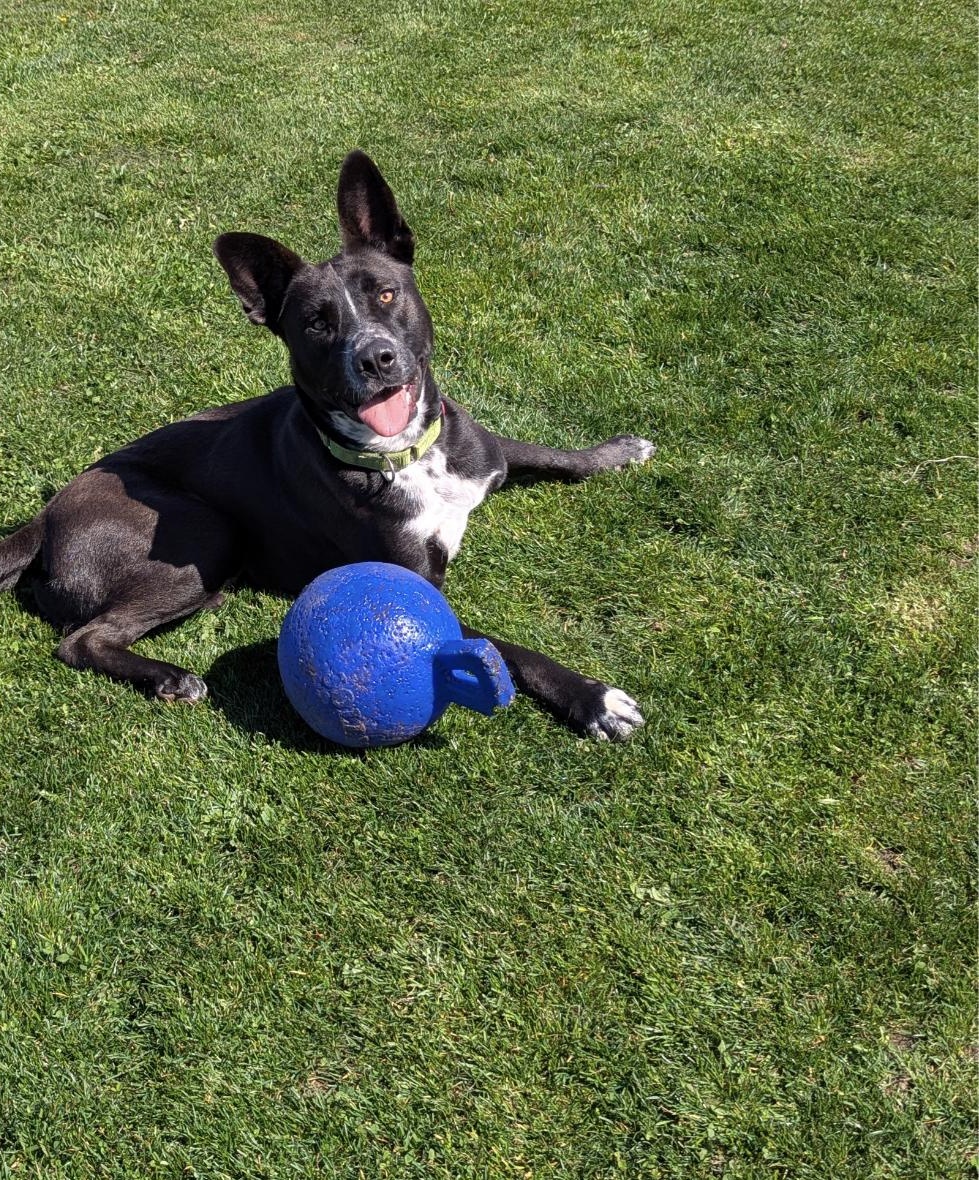 Enlarge Dustin, a ADOPTABLE mixed breed in Bellingham, WA image 3/4