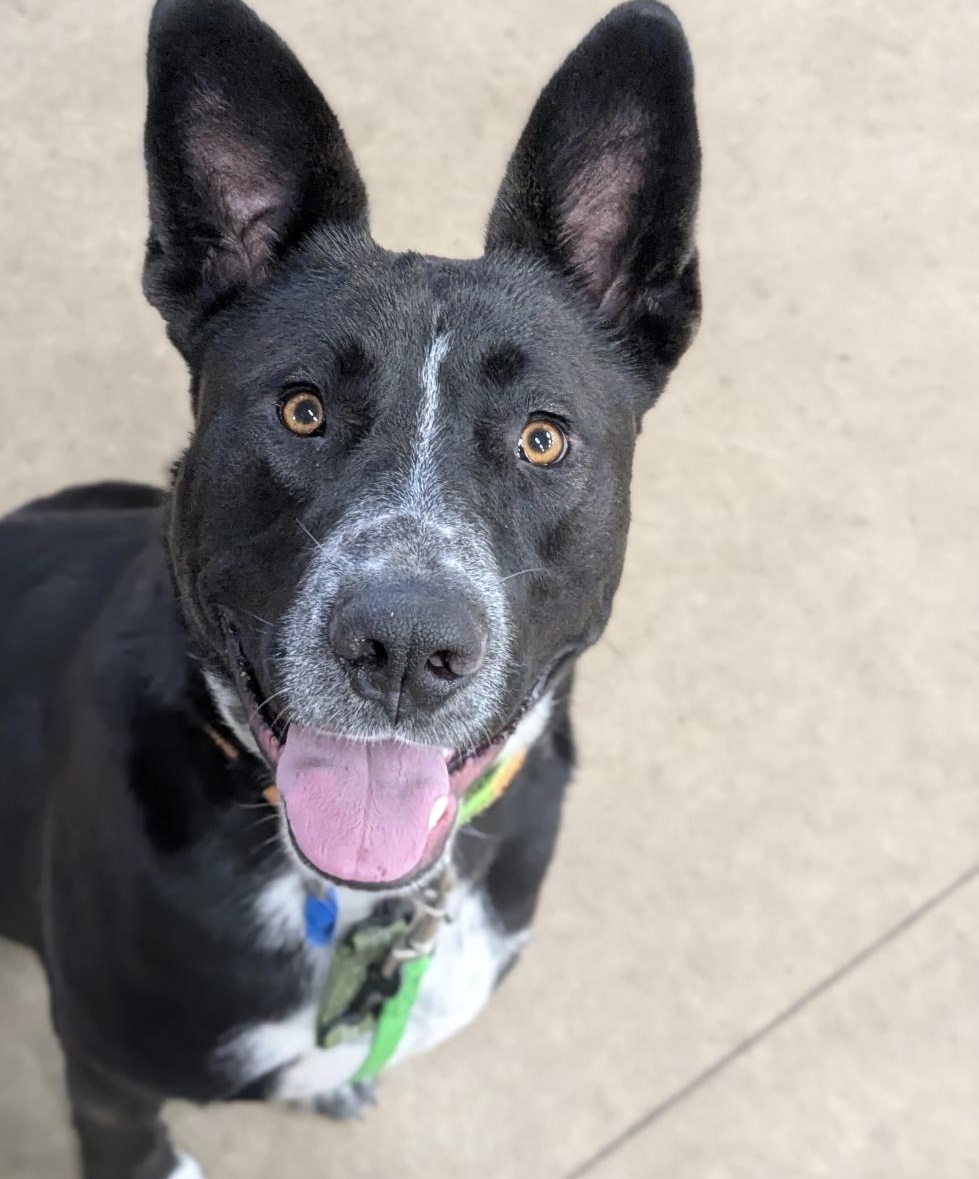 Dustin, ADOPTABLE, Adult Male German Shepherd Dog & Pit Bull Terrier.