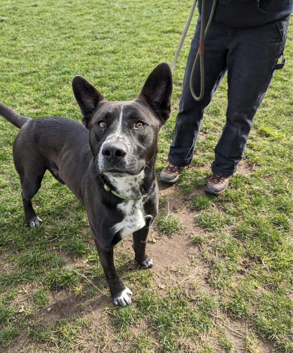 Enlarge Dustin, a ADOPTABLE mixed breed in Bellingham, WA image 4/4