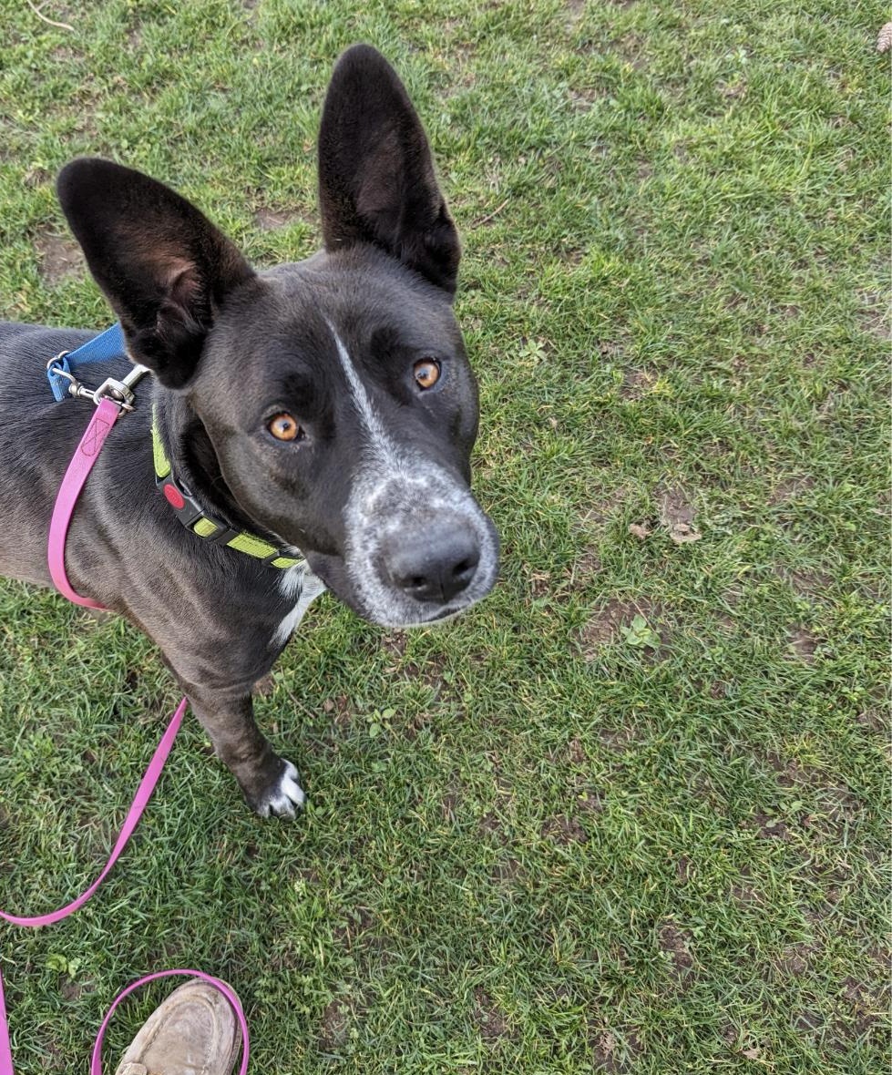 Enlarge Dustin, a ADOPTABLE mixed breed in Bellingham, WA image 2/4