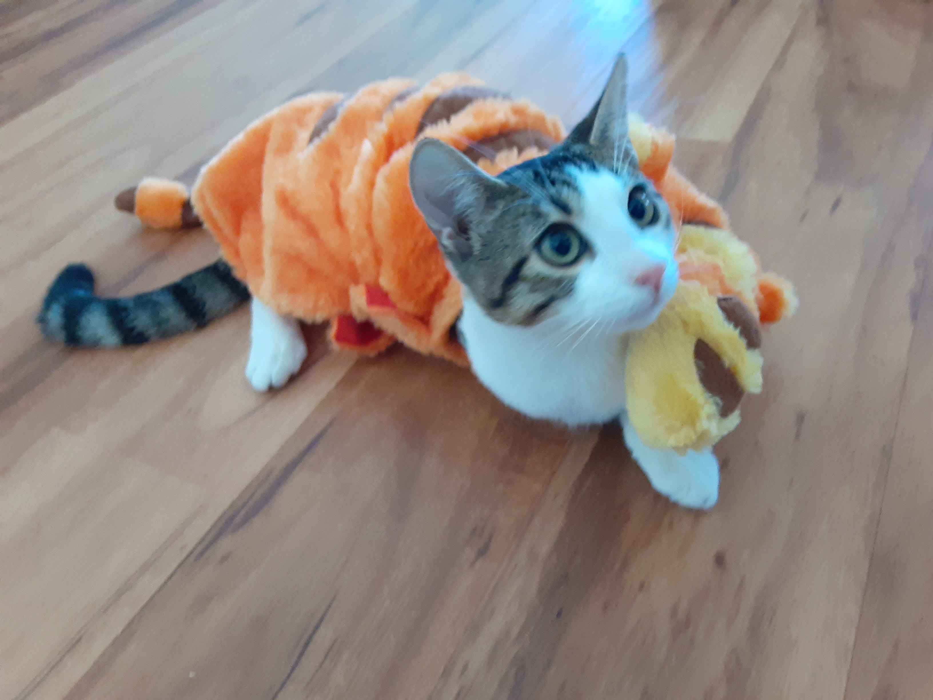 Linny (named after the street he was found), a Adoptable mixed breed in North Myrtle Beach, SC image 2/12