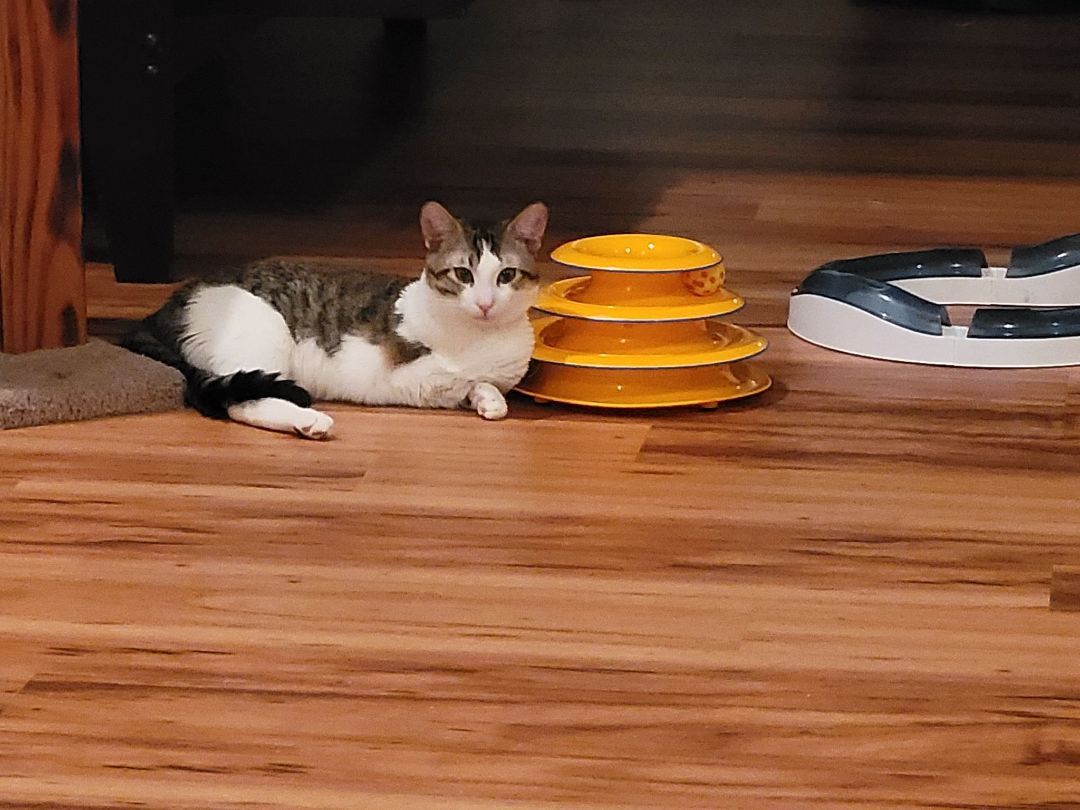 Linny (named after the street he was found), a Adoptable mixed breed in North Myrtle Beach, SC image 4/12