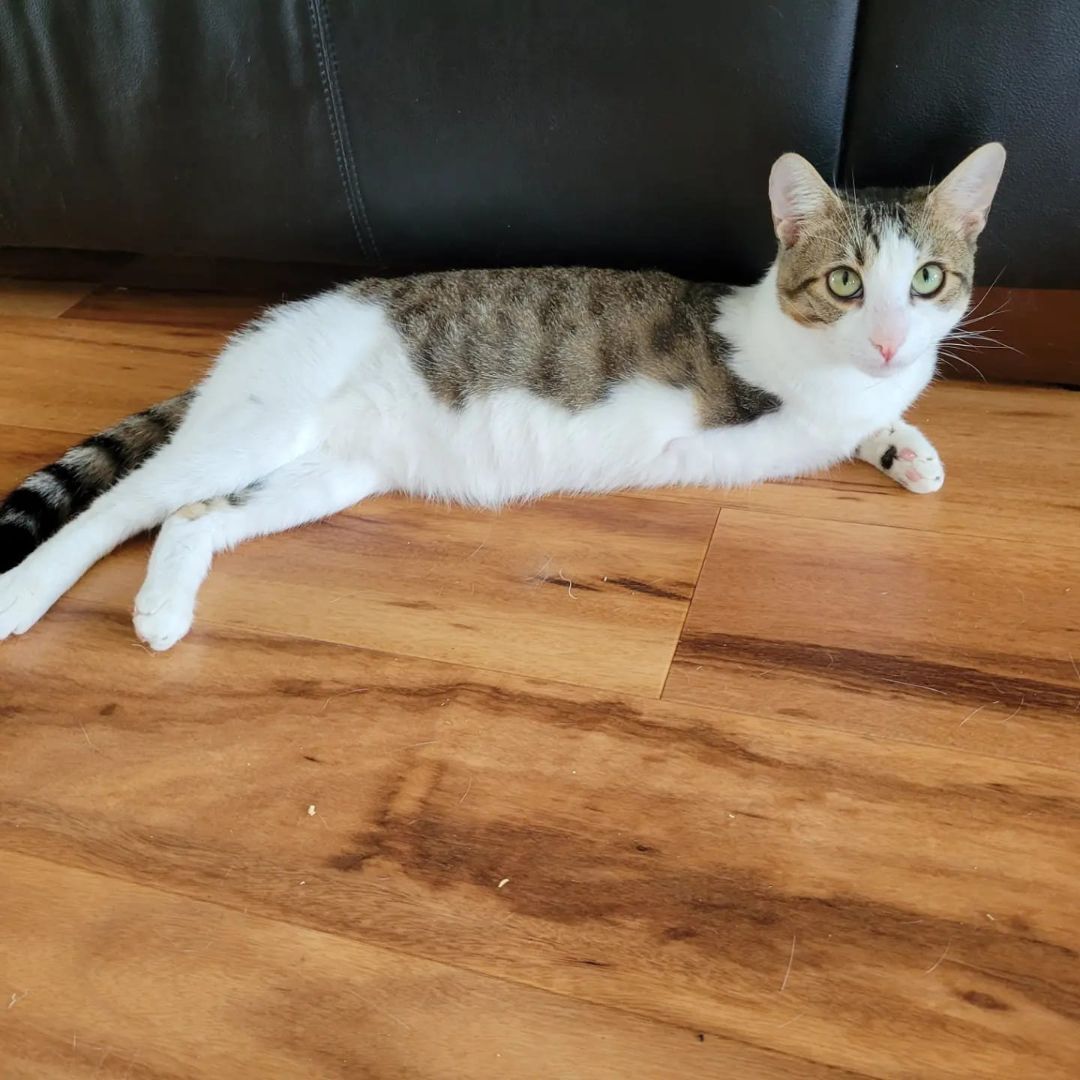 Linny (named after the street he was found), Adoptable, Young Male Oriental Short Hair & Domestic Short Hair.