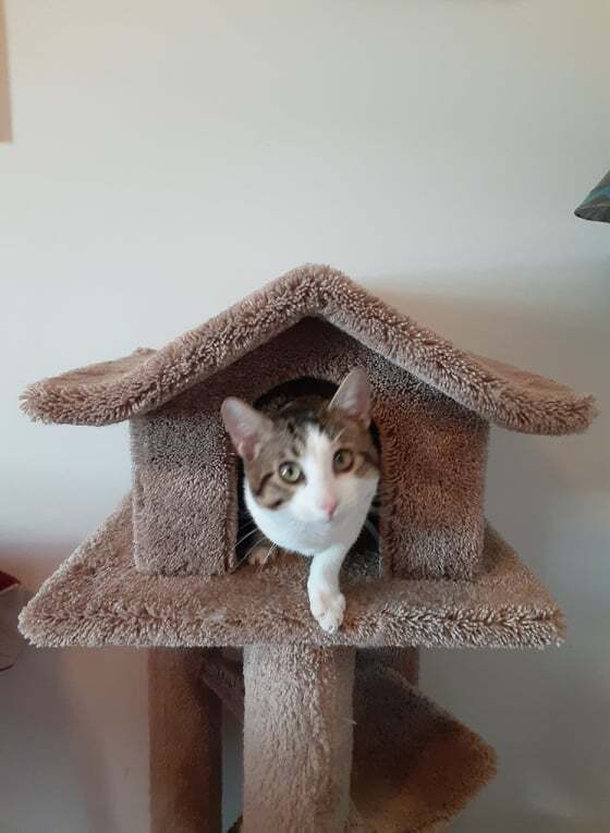 Linny (named after the street he was found), a Adoptable mixed breed in North Myrtle Beach, SC image 6/12