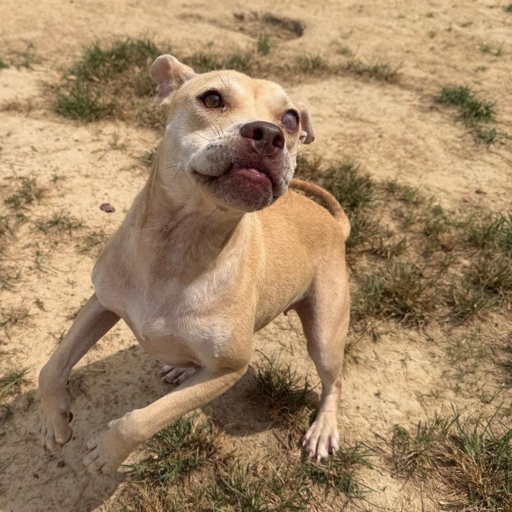 Seraphina, Adoptable, Adult Female Pit Bull Terrier & Mixed Breed.