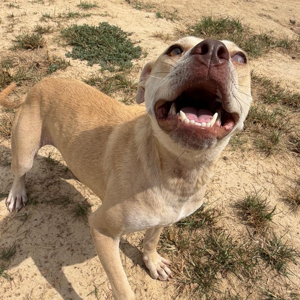 Seraphina, a Adoptable mixed breed in West Point, MS image 2/6