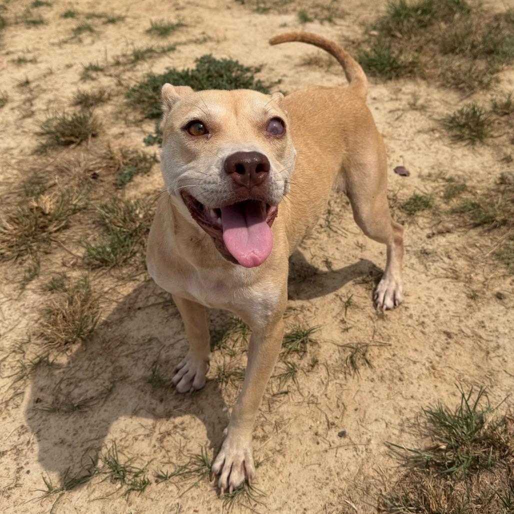 Seraphina, a Adoptable mixed breed in West Point, MS image 3/6