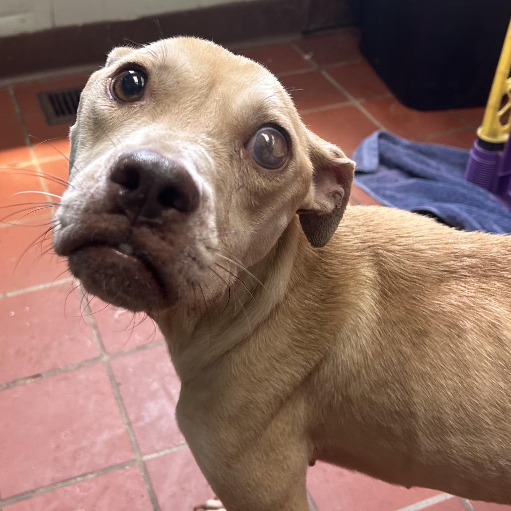 Seraphina, a Adoptable mixed breed in West Point, MS image 4/6