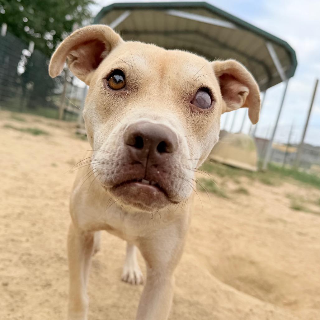 Enlarge Seraphina, a Adoptable mixed breed in West Point, MS image 4/6