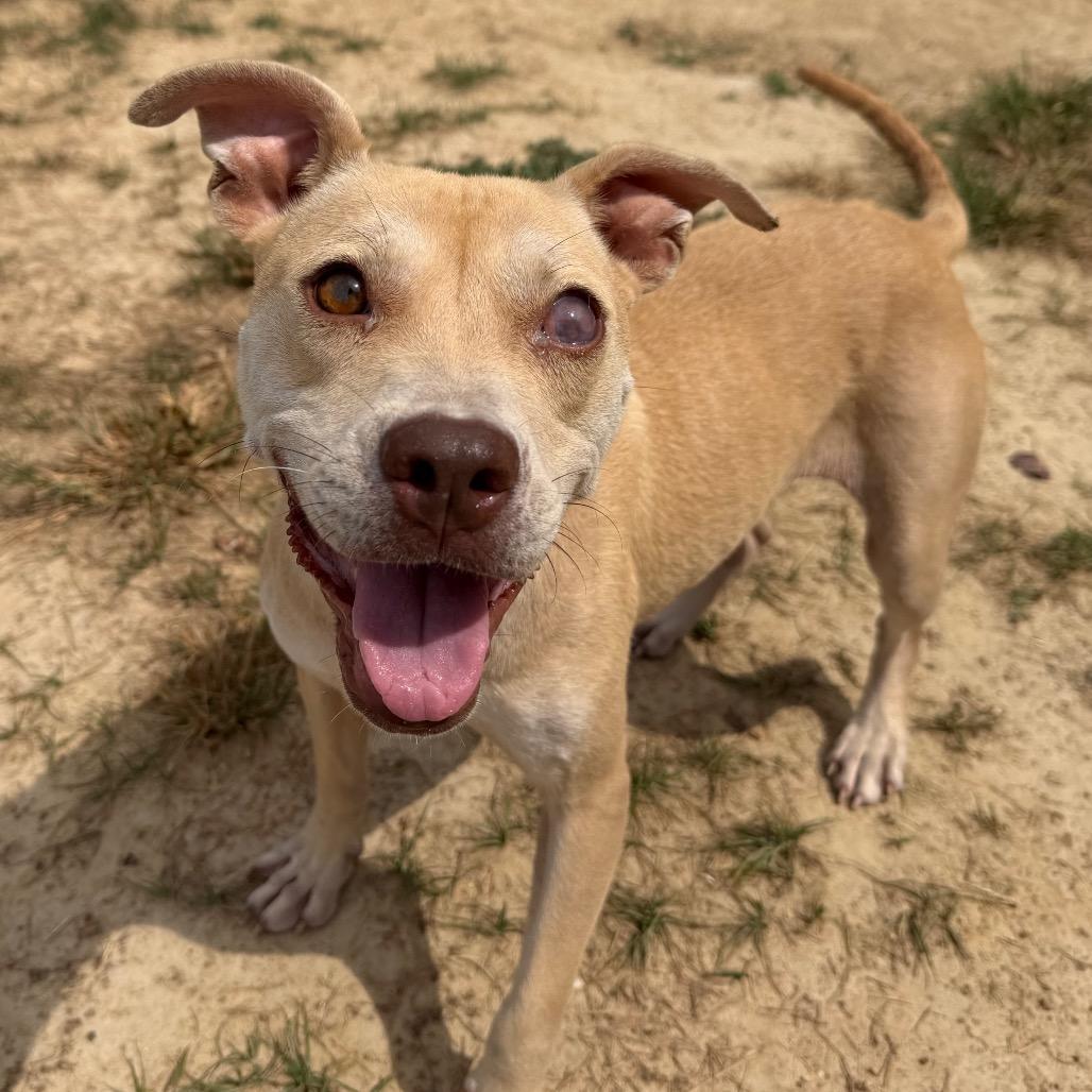 Seraphina, a Adoptable mixed breed in West Point, MS image 5/6