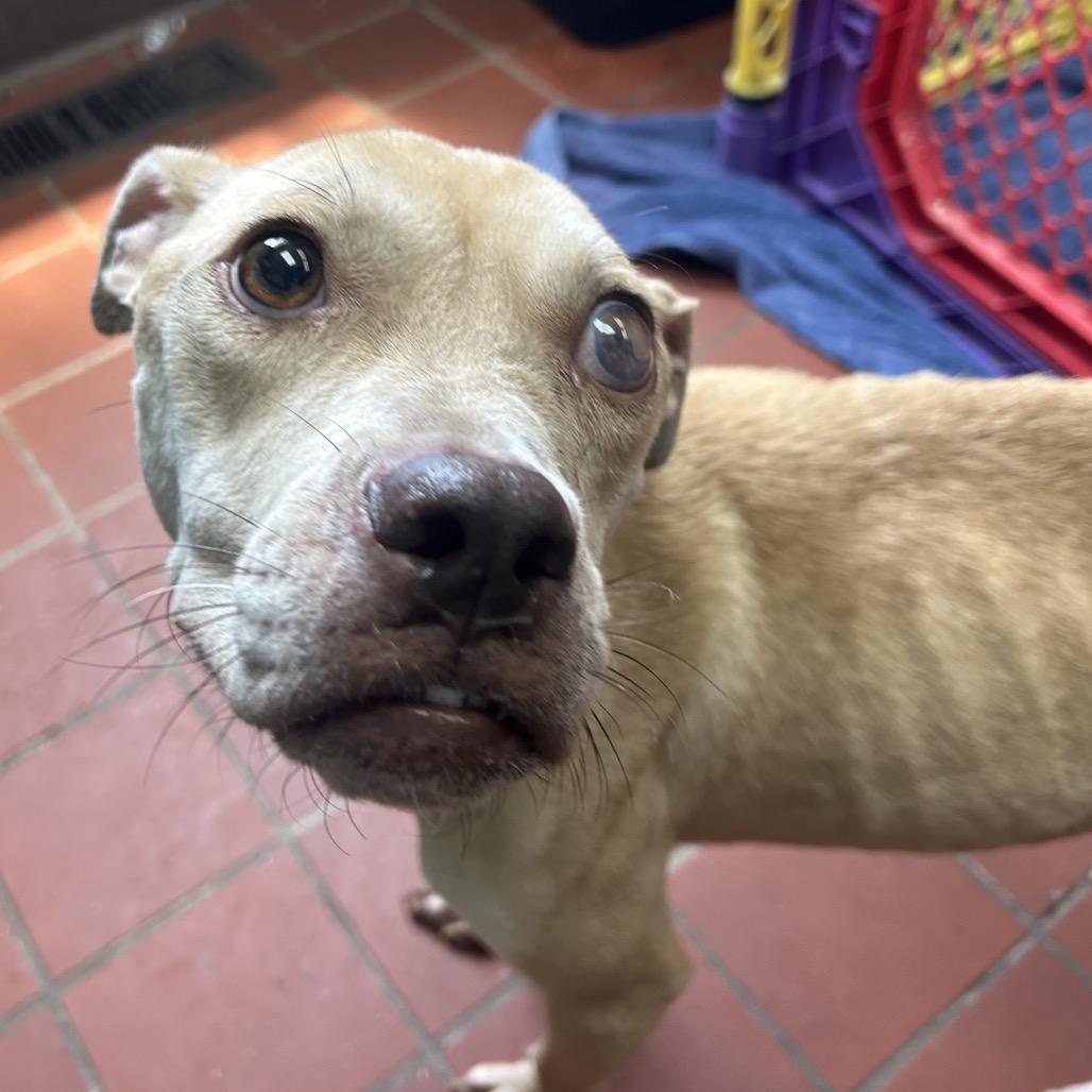 Seraphina, a Adoptable mixed breed in West Point, MS image 6/6