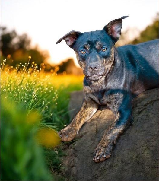 Anya, Adoptable, Young Female Rottweiler.