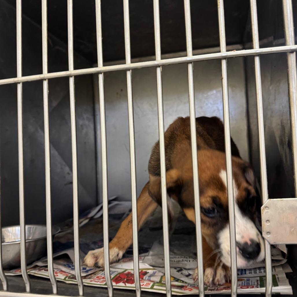 Riverdale, Adoptable, Young Male Mixed Breed.