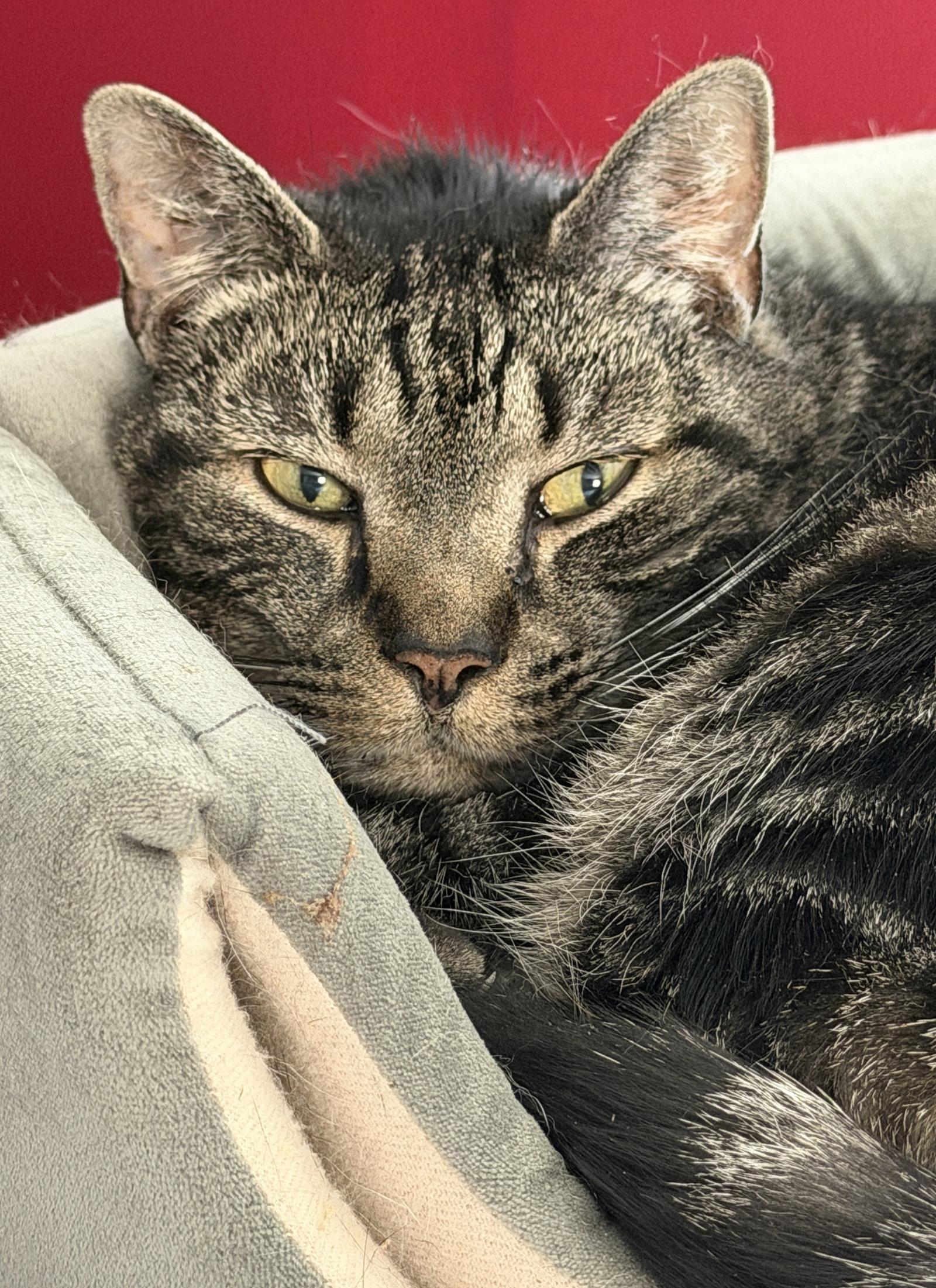 Enlarge Mason, a Adoptable Domestic Short Hair in Broomall, PA image 1/3
