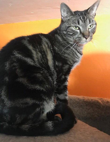 Enlarge Mason, a Adoptable Domestic Short Hair in Broomall, PA image 2/3