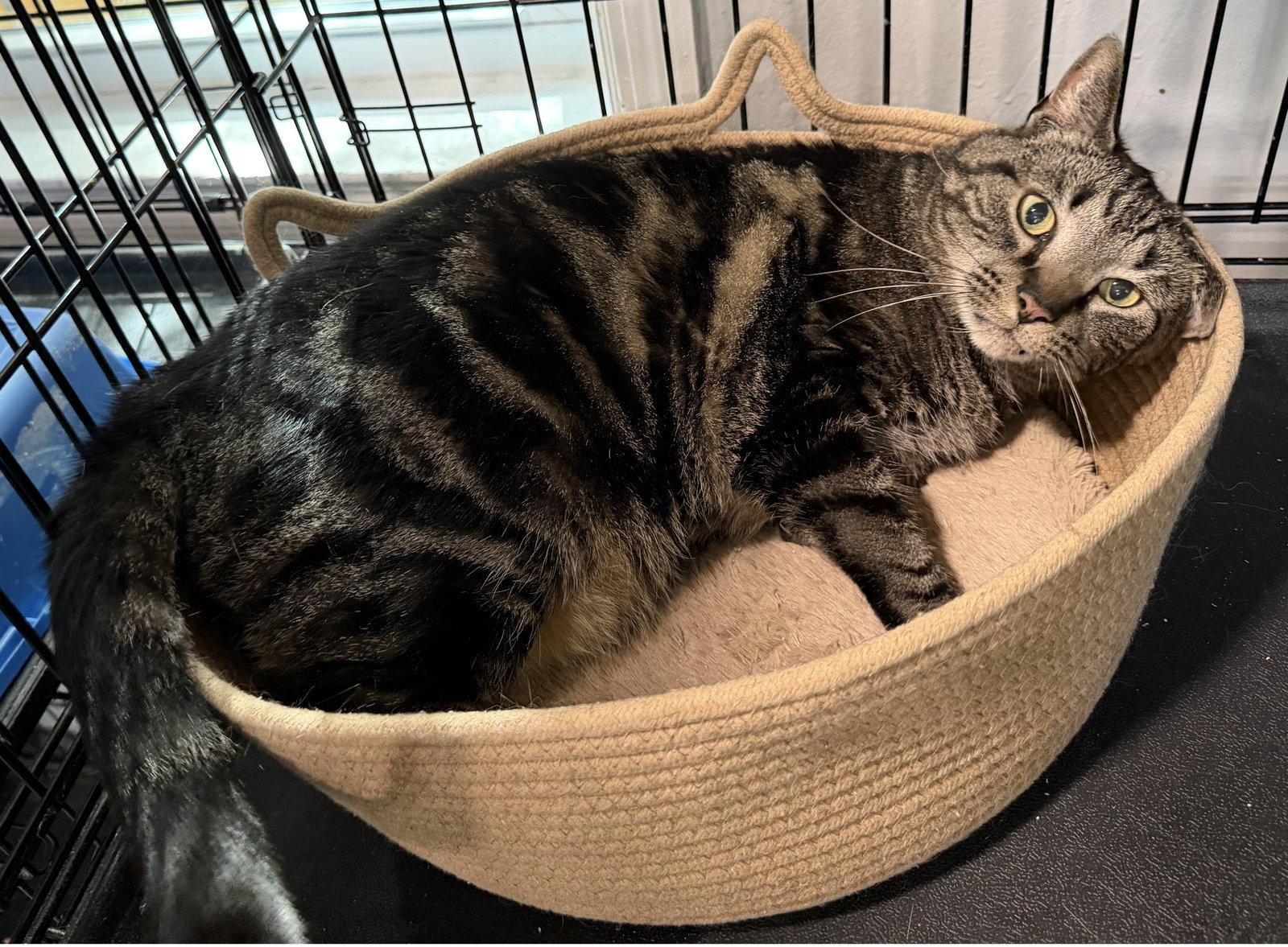 Enlarge Mason, a Adoptable Domestic Short Hair in Broomall, PA image 3/3