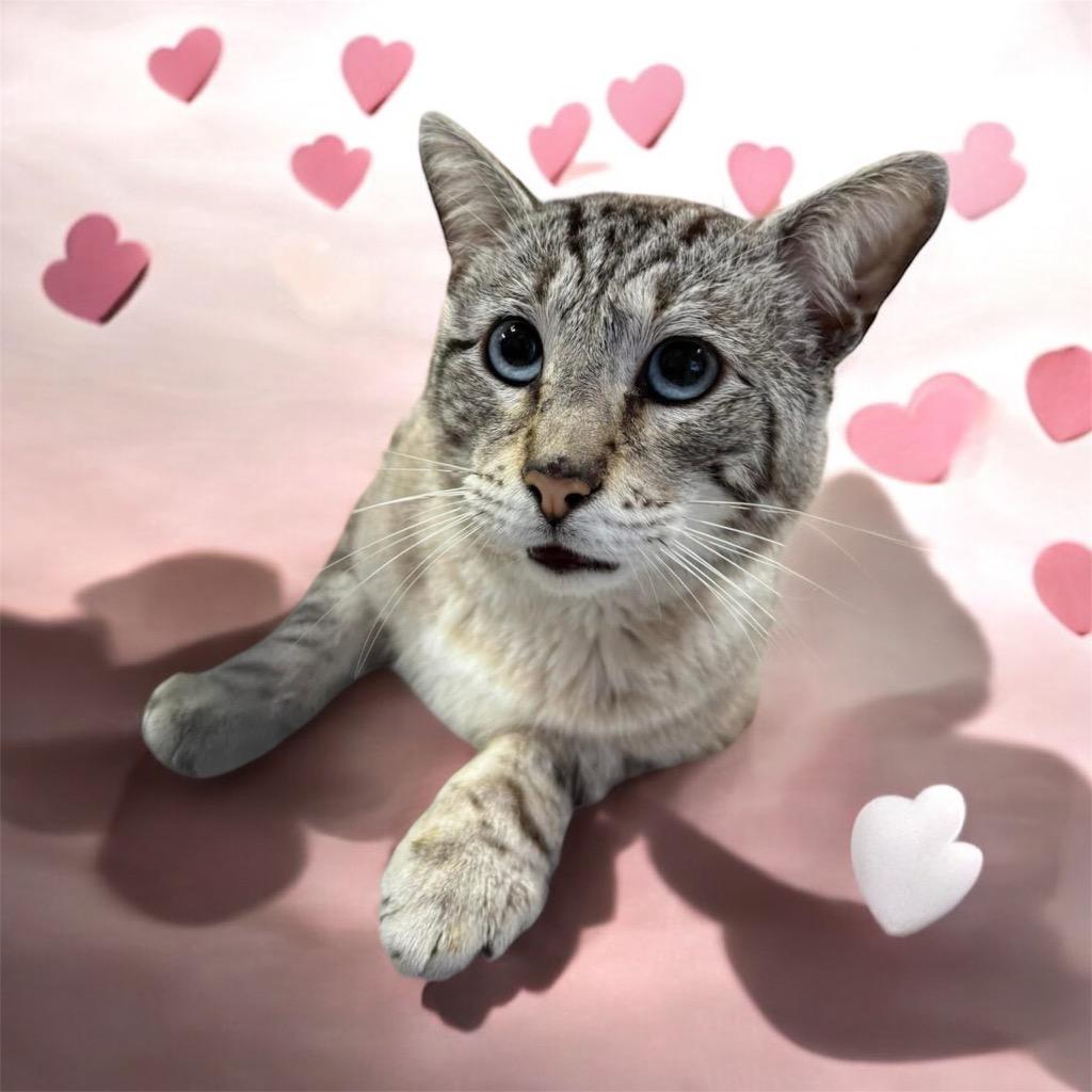 Axel, Adoptable, Adult Male Siamese.