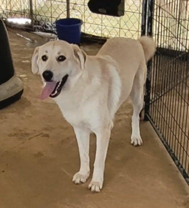 Enlarge Abby, a Adoptable Great Pyrenees in Jamestown, TN image 2/3