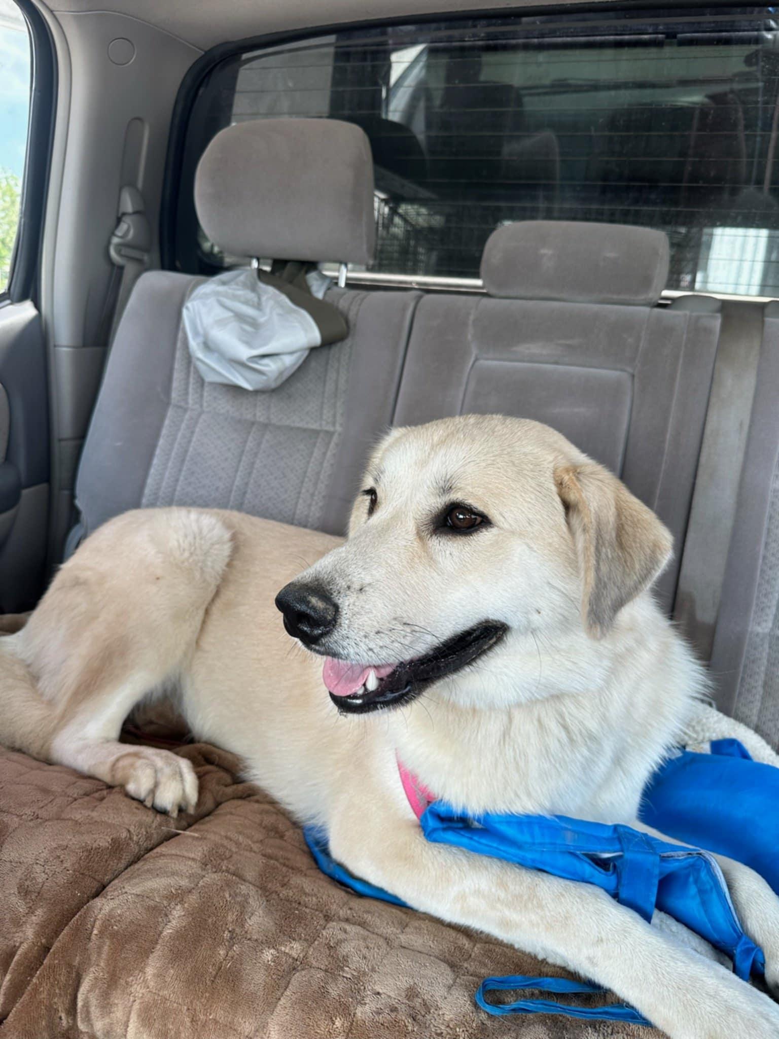 Enlarge Abby, a Adoptable Great Pyrenees in Jamestown, TN image 1/3
