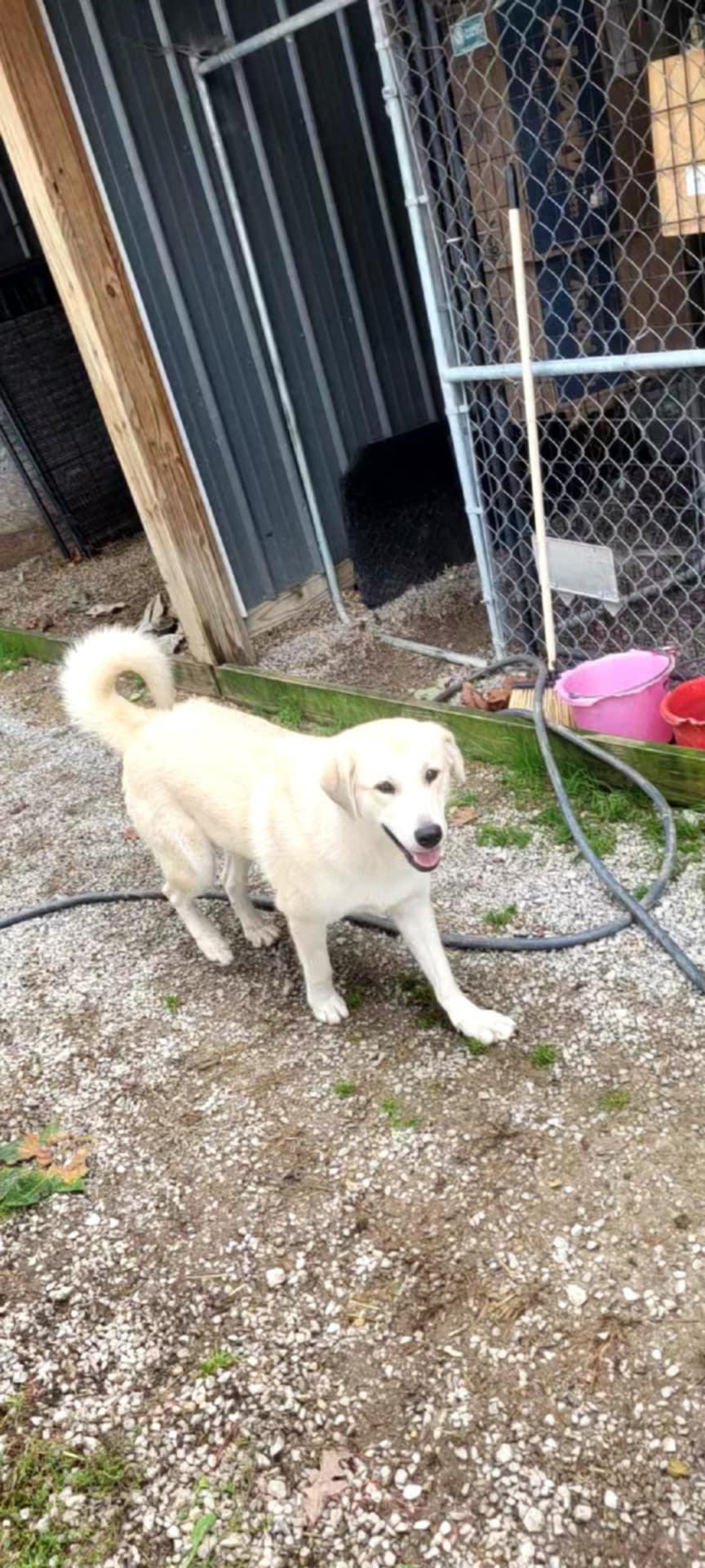 Enlarge Abby, a Adoptable Great Pyrenees in Jamestown, TN image 3/3