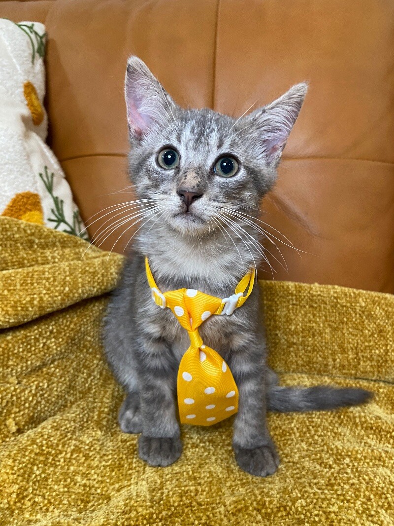 Cat for adoption Smokey Rose, a Domestic Short Hair Mix in vancouver