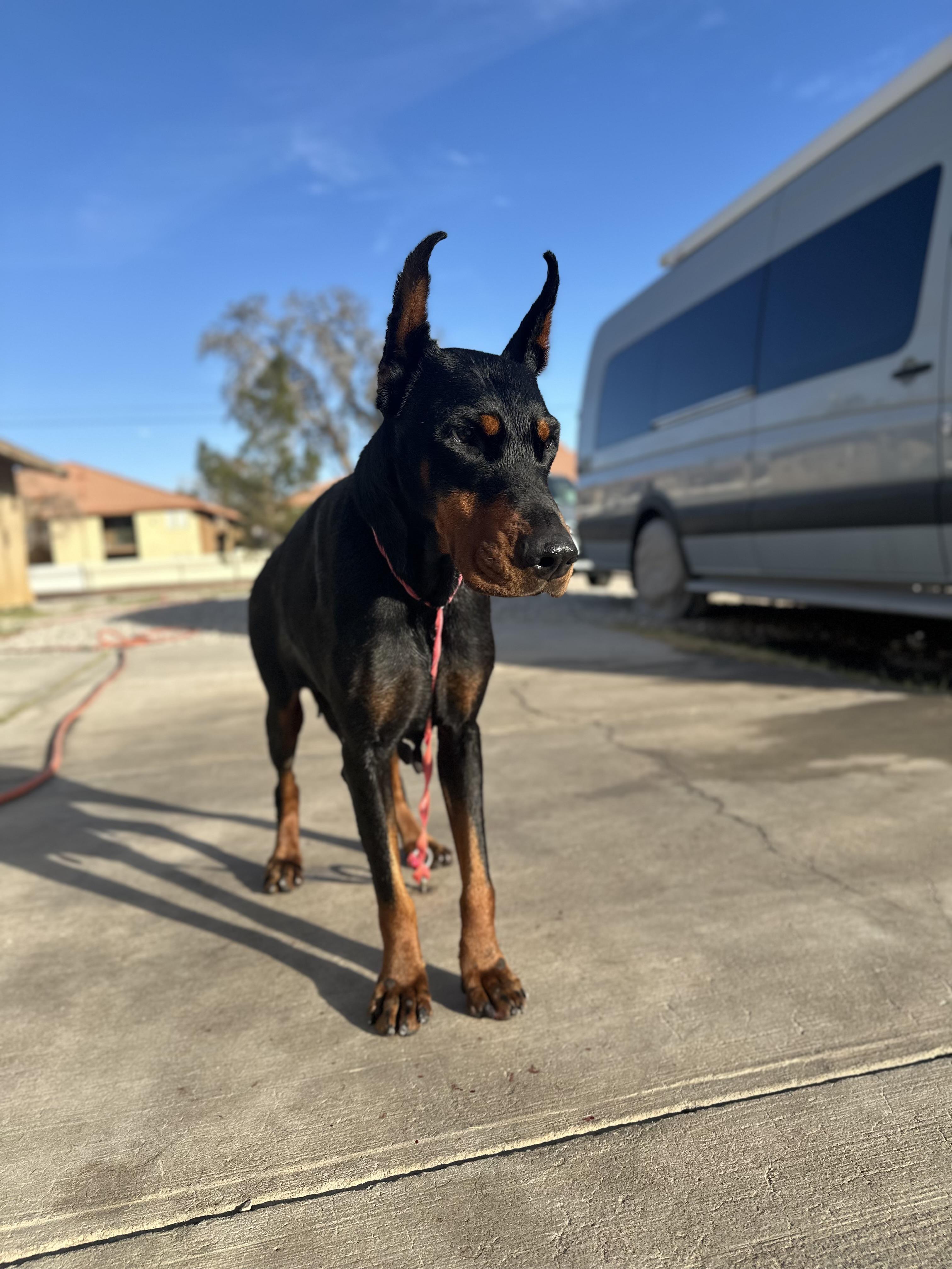Enlarge Athena, a Adoptable Doberman Pinscher in Las Vegas, NV image 2/3