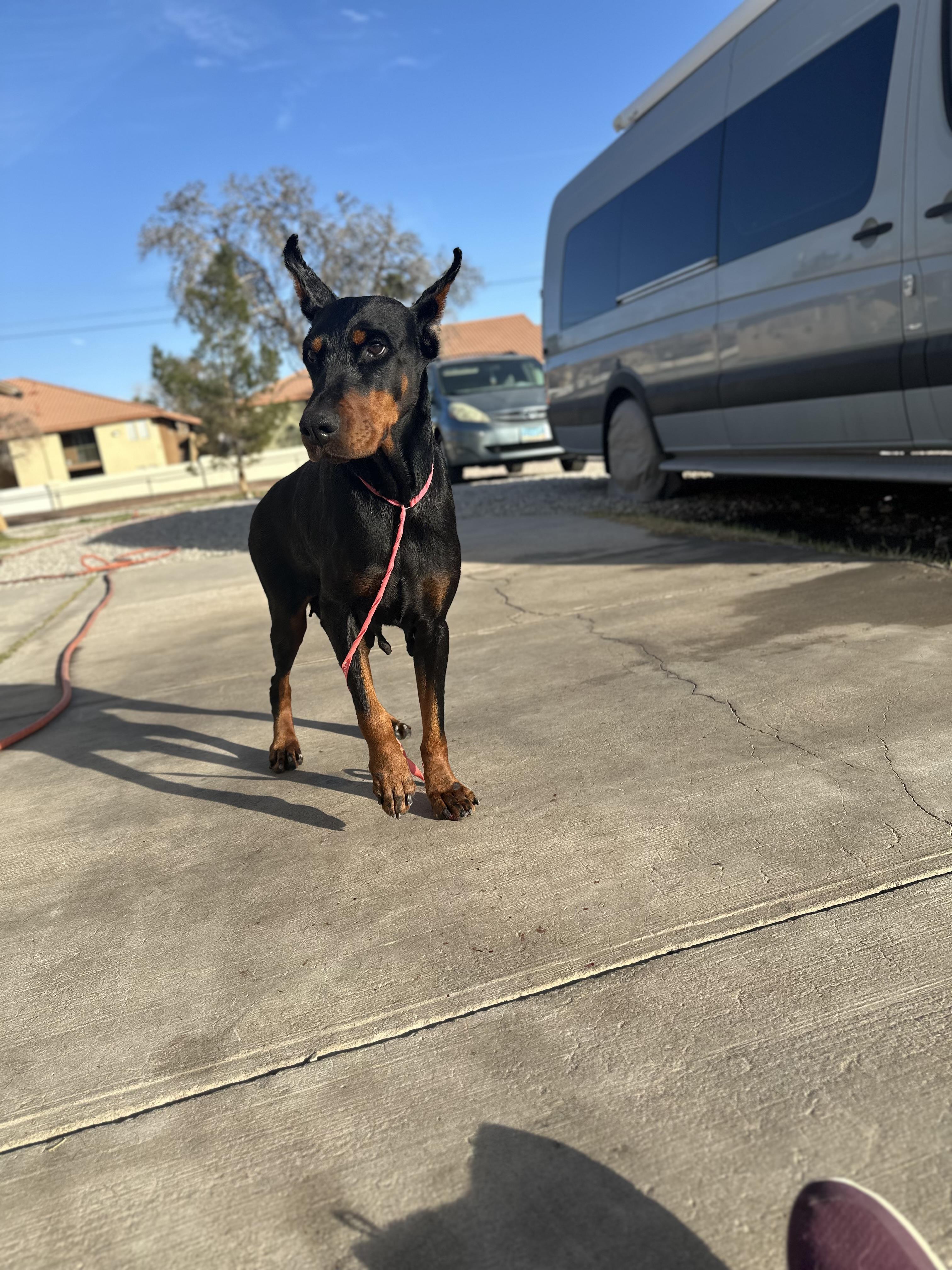 Enlarge Athena, a Adoptable Doberman Pinscher in Las Vegas, NV image 3/3
