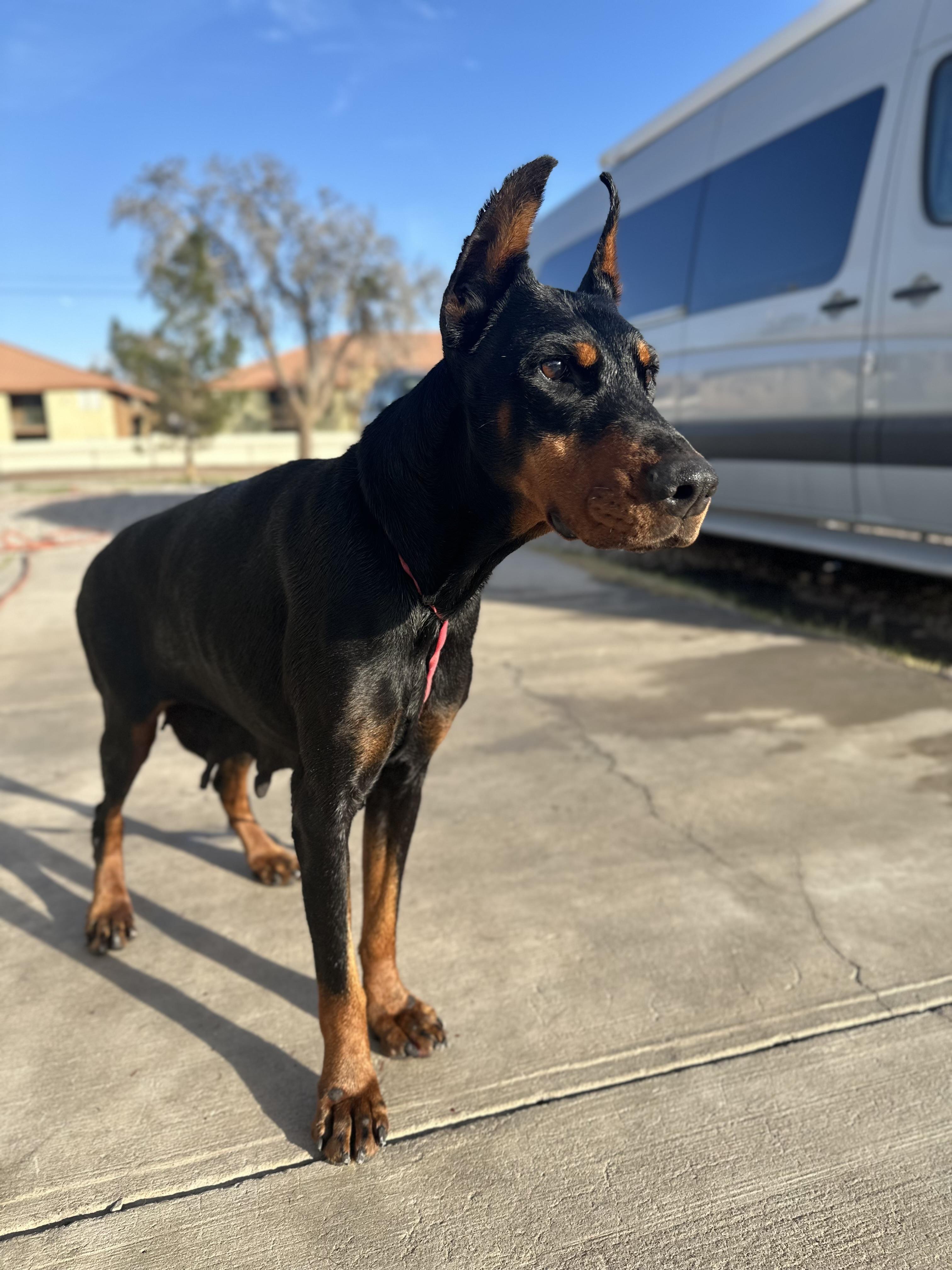 Athena, Adoptable, Adult Female Doberman Pinscher.