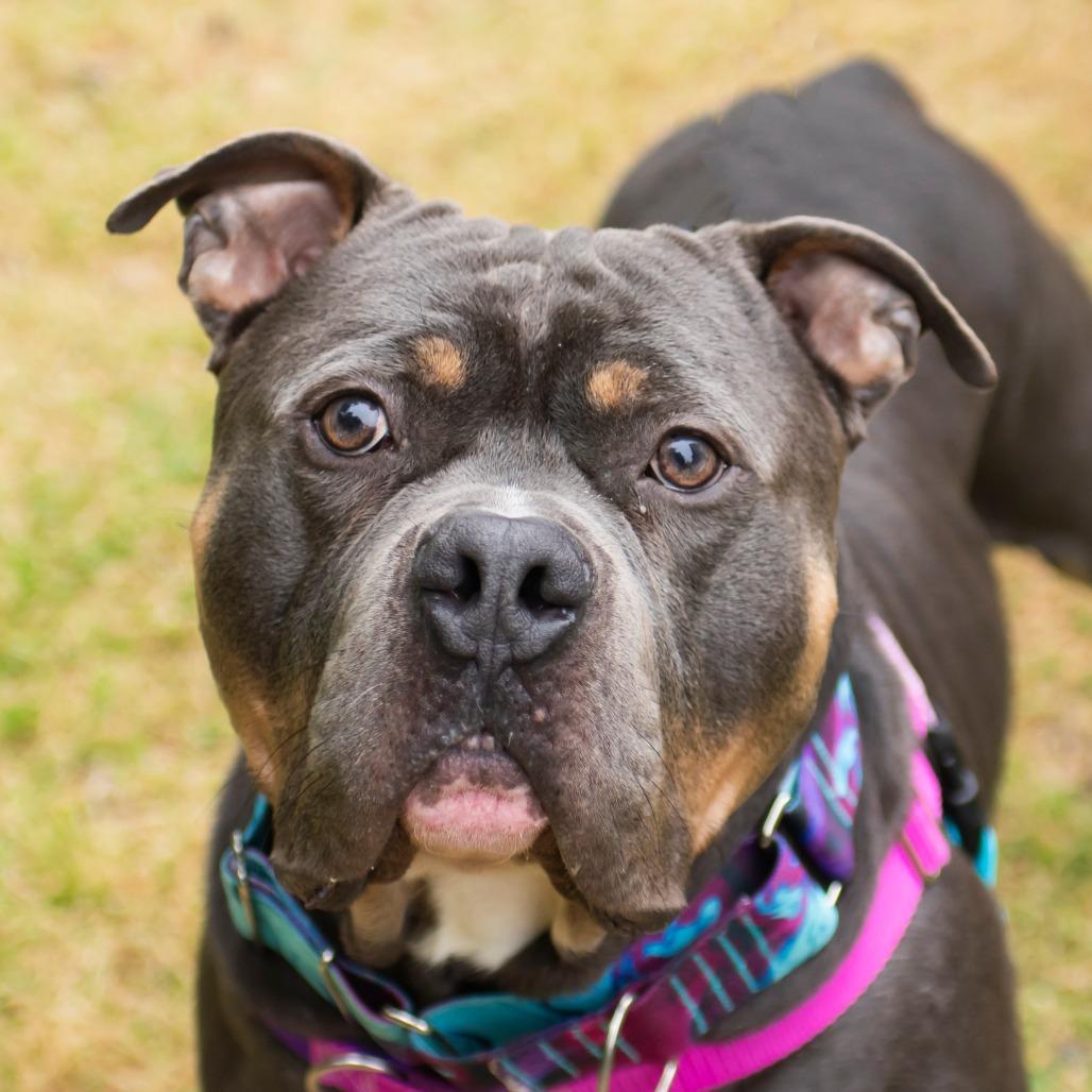 Enlarge Rocko, a Adoptable Mixed Breed in Middletown, RI image 1/1