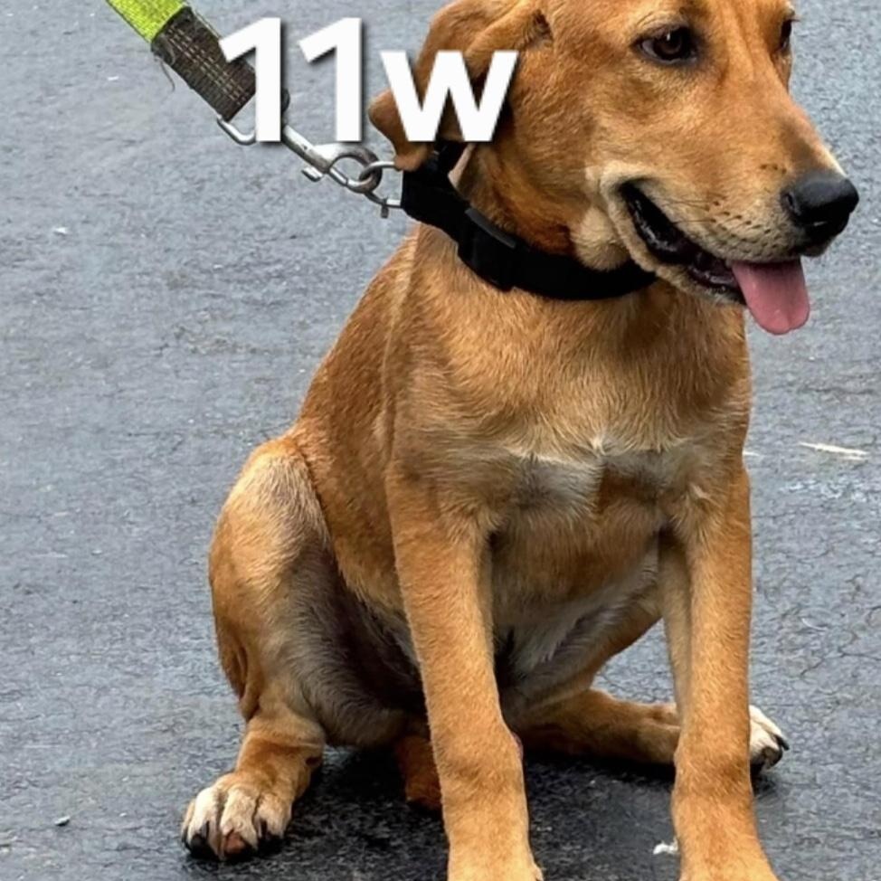 Enlarge Dixon, an adoptable mixed breed in Parma, OH image 1/1