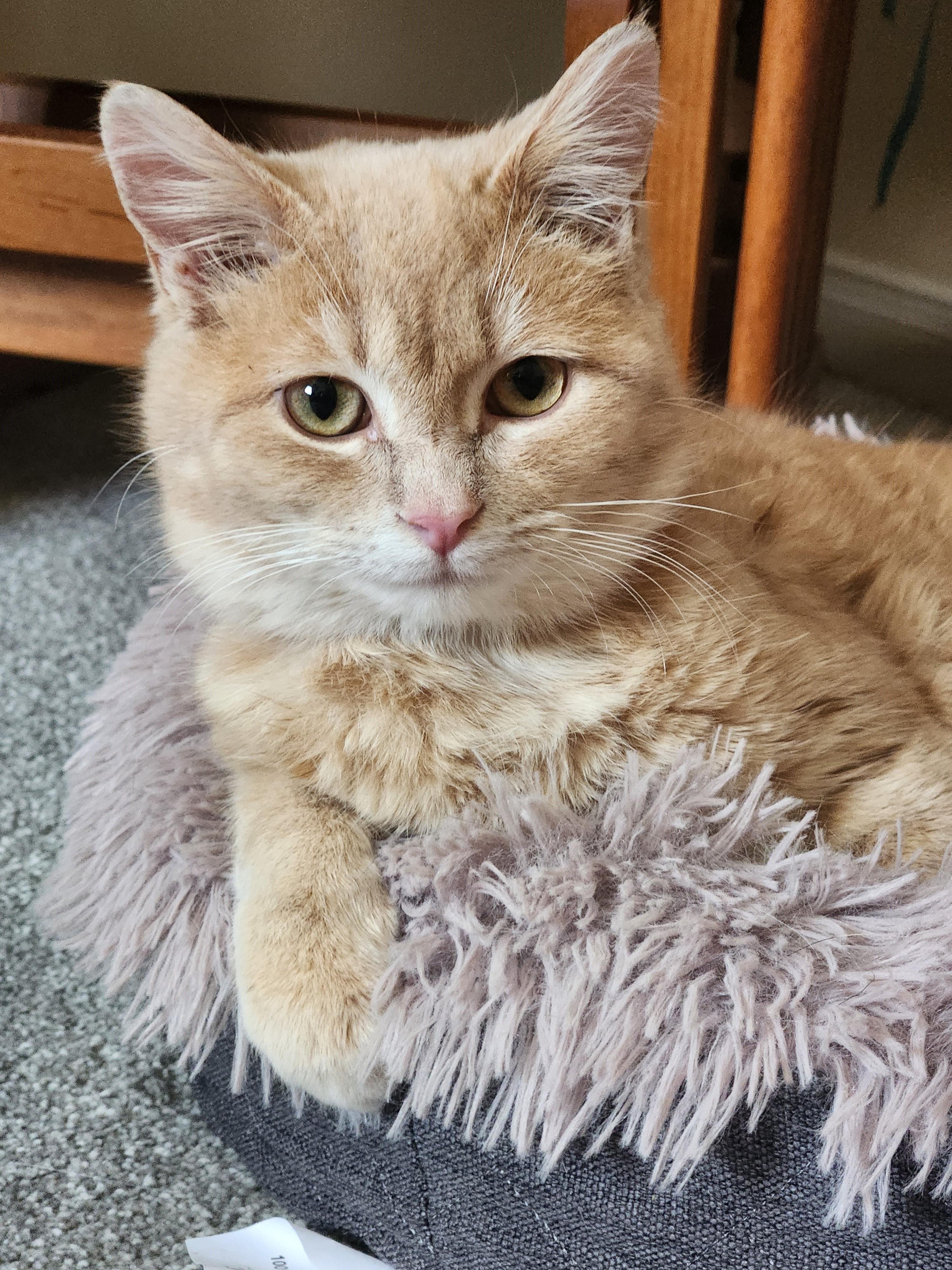 Capri (bonded with Troy), Adoptable, Kitten Female Domestic Short Hair.