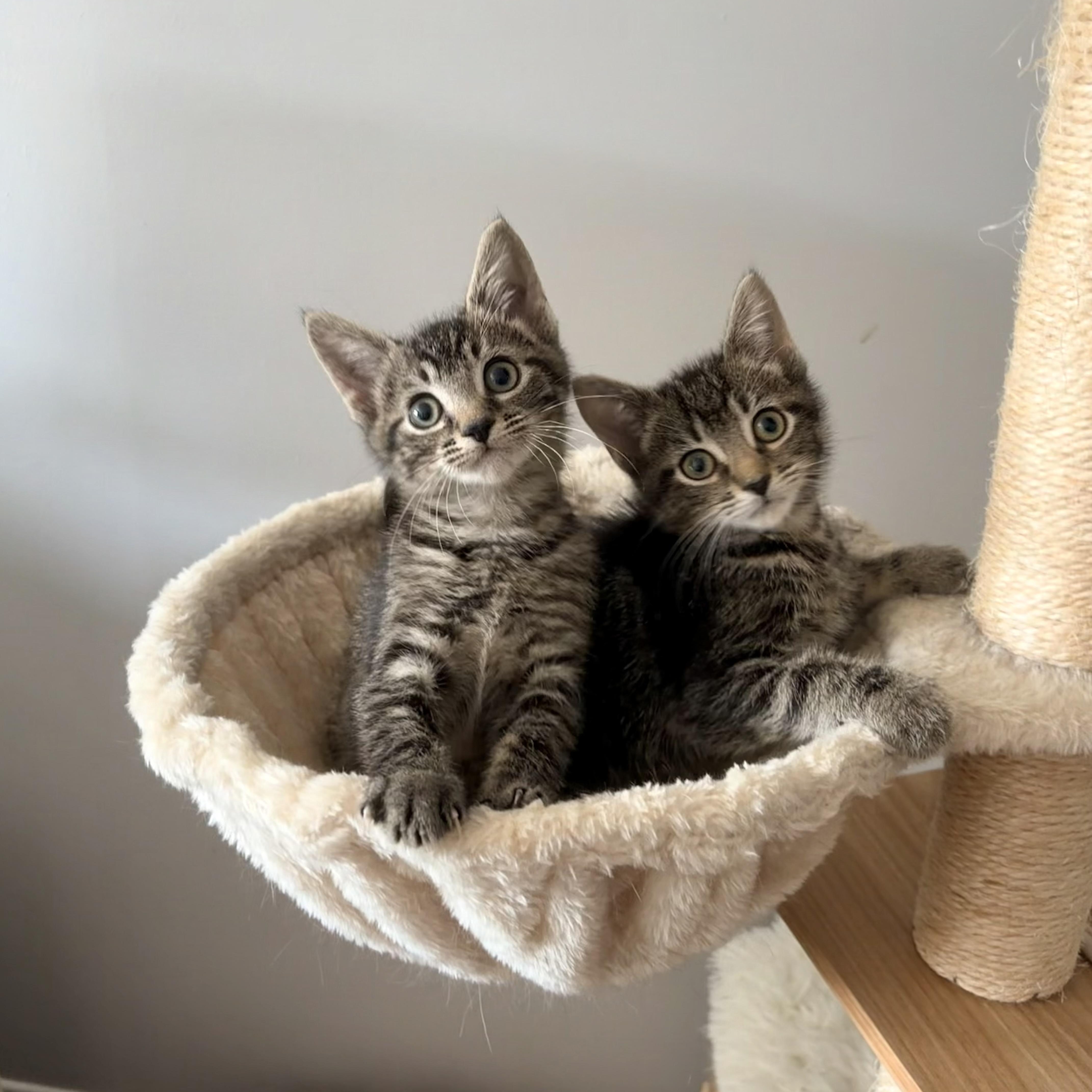 Mary Eliza, a Adoptable Domestic Short Hair in Alexandria, VA image 3/6