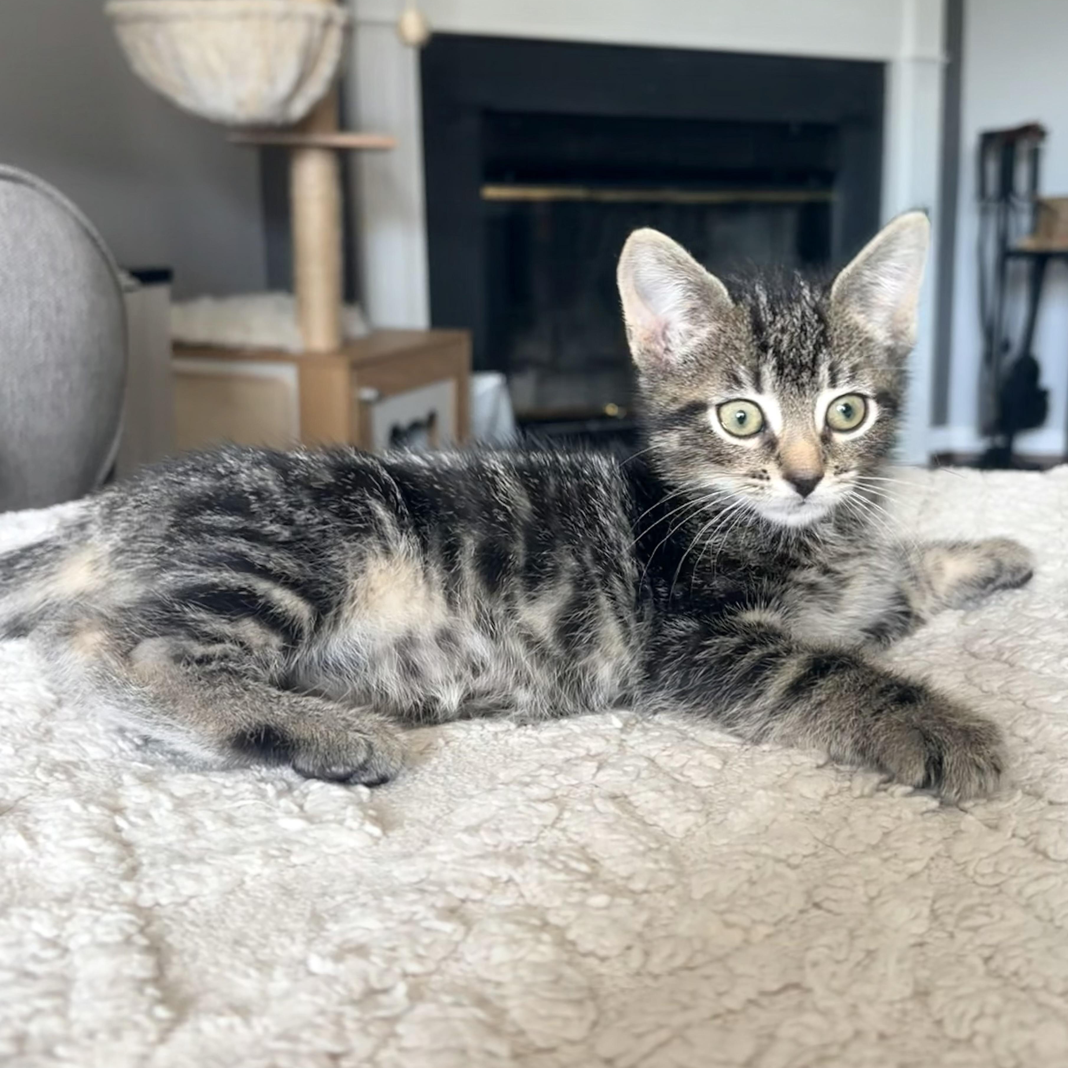 Mary Eliza, a Adoptable Domestic Short Hair in Alexandria, VA image 2/6