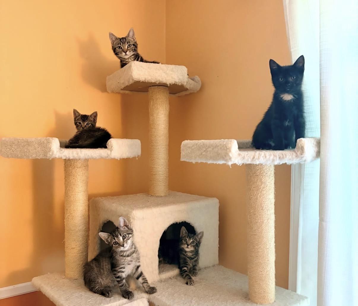 Mary Eliza, a Adoptable Domestic Short Hair in Alexandria, VA image 4/6