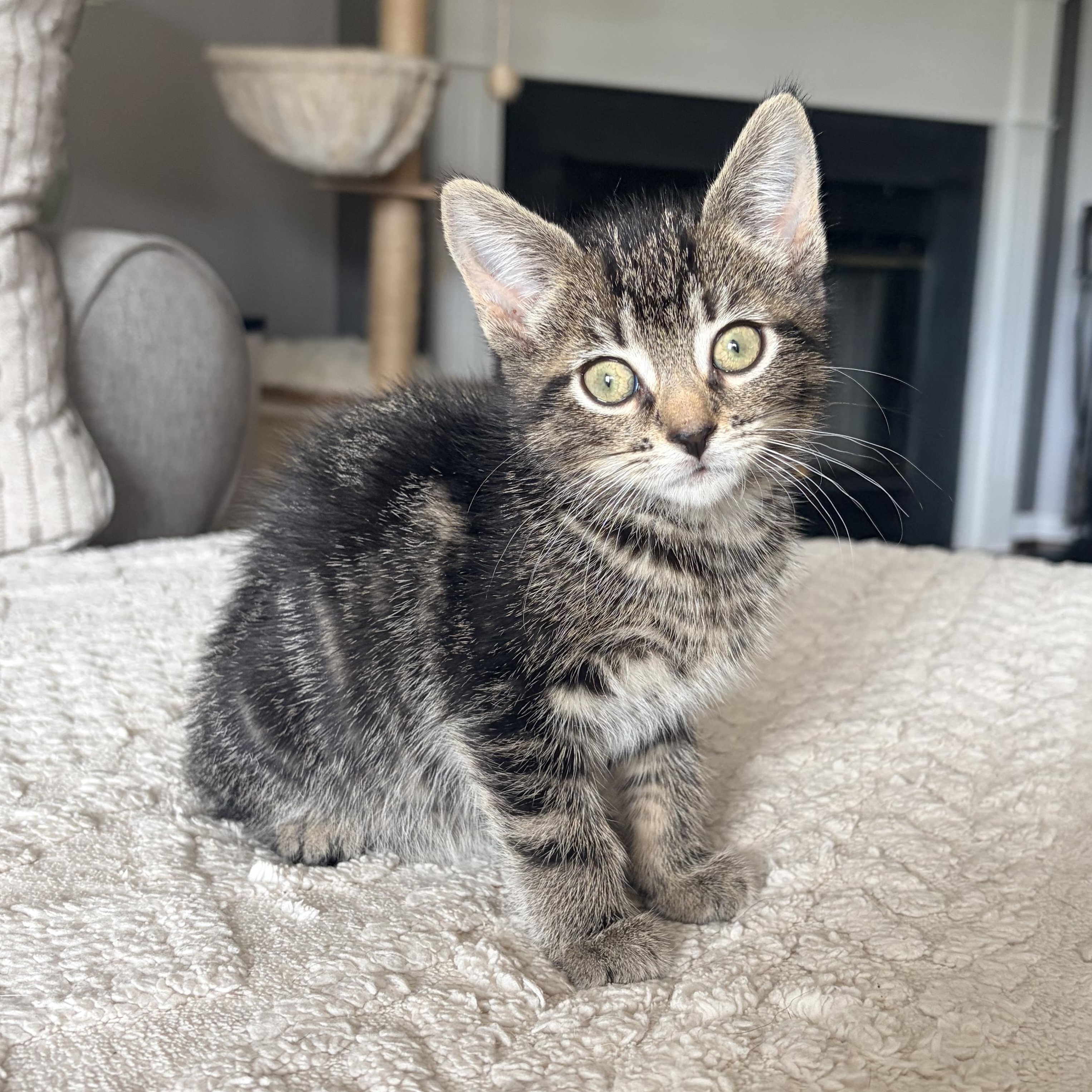 Mary Eliza, Adoptable, Kitten Female Domestic Short Hair.