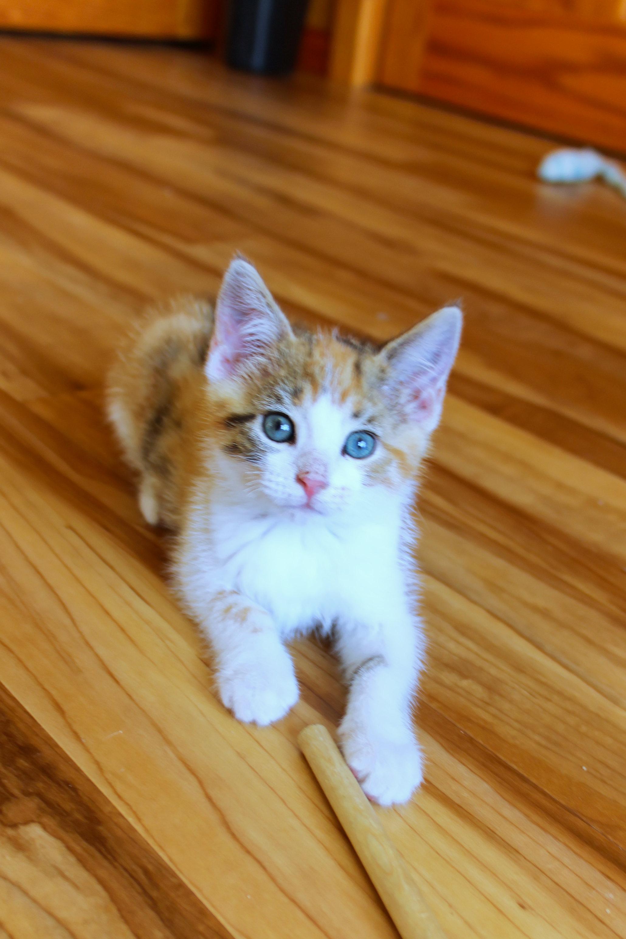 Enlarge Felicity, a Adopted Calico in Urbana, OH image 5/6